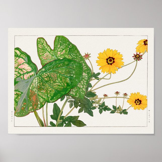 Fancy-leafed caladium, Coreopsis by Tanigami Konan Poster (Front)