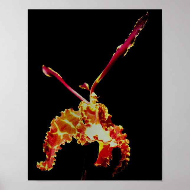 Fancy Orchid Flower Poster (Front)