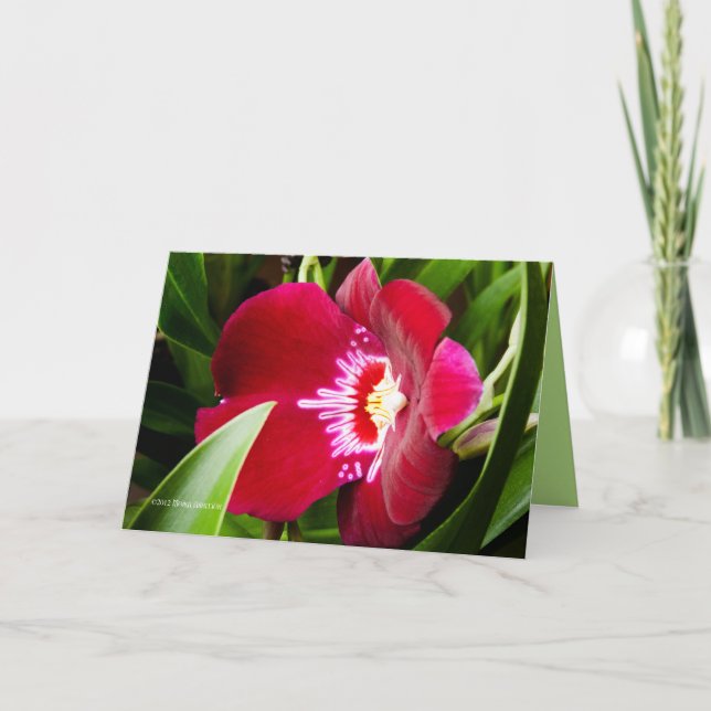 Fancy Orchid Red Thank You Card (Front)