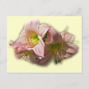 Fancy Pink Daylilies Postcard