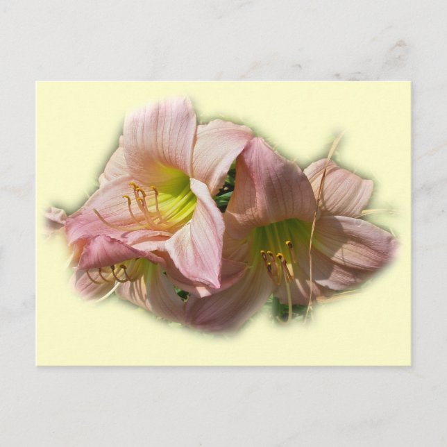 Fancy Pink Daylilies Postcard (Front)