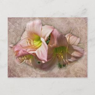 Fancy Pink Daylilies Postcard