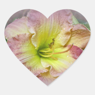 Fancy Pink Daylily Blossom Heart Sticker