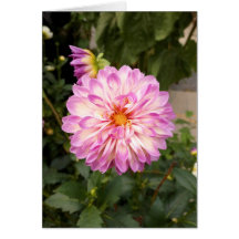 Fancy Purple and White Dahlia Blank Card