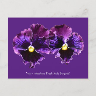 Fancy Purple Pansies Collectable Postcards