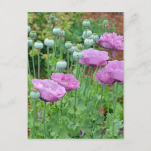 Fancy purple poppy flowers postcard