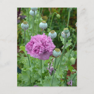 Fancy purple poppy flowers postcard