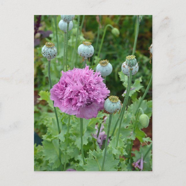Fancy purple poppy flowers postcard (Front)