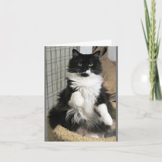 Fancy Purrrfect Feline Cat Photo Designed Card (Front)