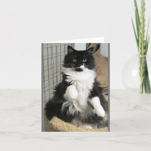 Fancy Purrrfect Feline Cat Photo Designed Card