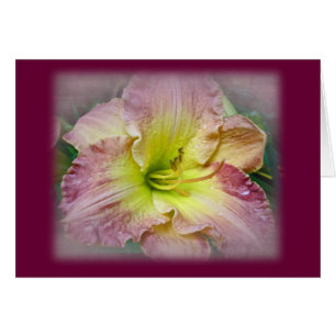 Fancy rose Daylily Blossom