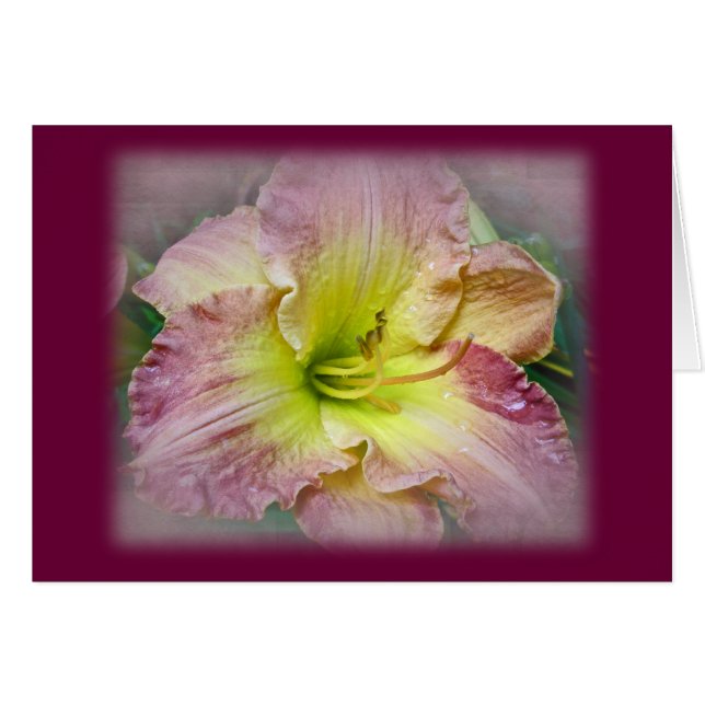 Fancy rose Daylily Blossom (Devant horizontal)