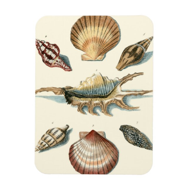 Fancy Shell Beach Magnet (Vertical)