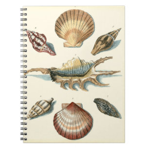 Fancy Shell Beach Notebook
