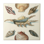 Fancy Shell Beach Tile<br><div class="desc">George Wolfgang Knorr is known for the delicate detail and precision of his illustrations of shells and starfish. His drawings were influenced by his own interest in science, a popular subject matter of his era.</div>