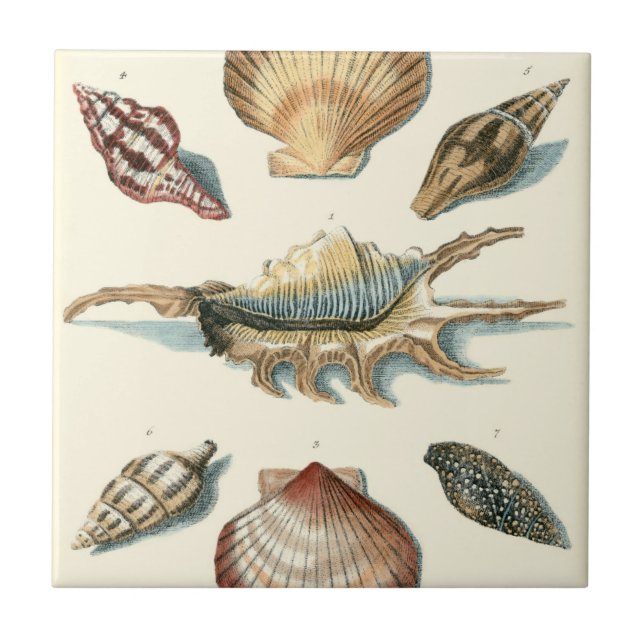 Fancy Shell Beach Tile (Front)