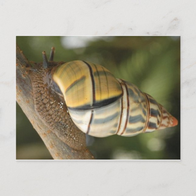 Fancy Snail Postcard (Front)