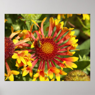 Fanfare Gaillardia - Customized Poster