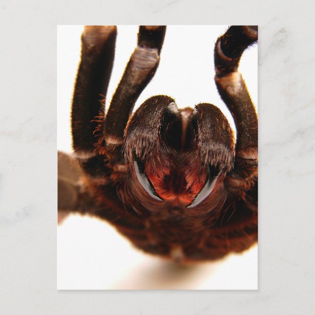 Fangs - Tarantula Art Image 2 Postcard (Front)