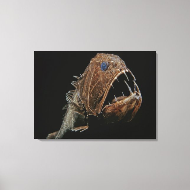 Fangtooth (Anoplogaster cornuta), Order Beryciform Canvas Print (Front)