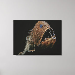 Fangtooth (Anoplogaster cornuta), Order Beryciform Canvas Print