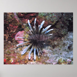 Fanned Out Fins Poster