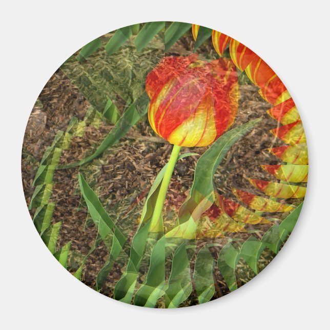 Fanned Tulip....... Magnet (Front)