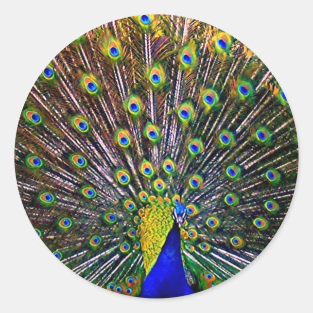 Fanning Peacock Classic Round Sticker (Front)
