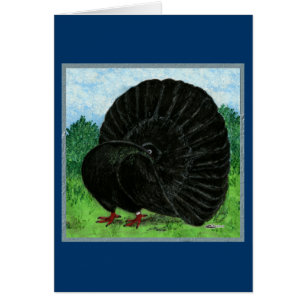 Fantail:  Black