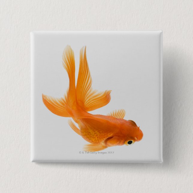 Fantail goldfish (Carassius auratus) 2 Inch Square Button (Front)