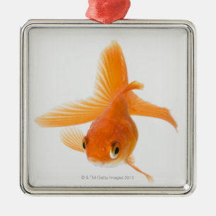 Fantail goldfish (Carassius auratus) Metal Ornament
