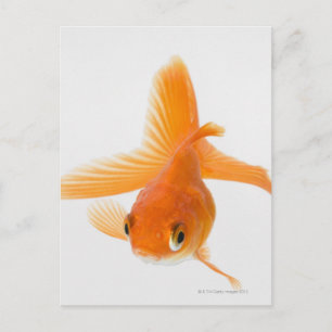 Fantail goldfish (Carassius auratus) Postcard
