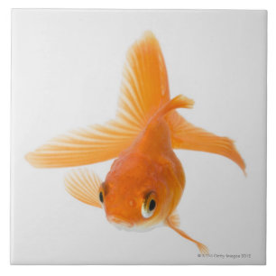 Fantail goldfish (Carassius auratus) Tile