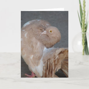 Fantail Pigeon Card