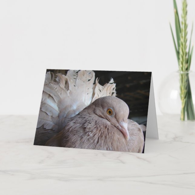 Fantail Pigeon Card (Front)