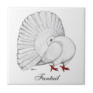 Fantail Pigeon White Tile