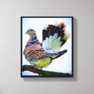 Fantail Turtledove Canvas Print