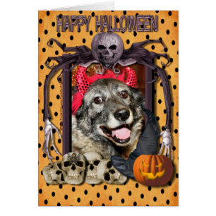 Fantaisie - Norvégien Elkhound - Salsman