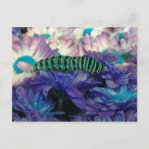 Fantasy Caterpillar Postcard