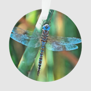 Fantasy Dragonfly
