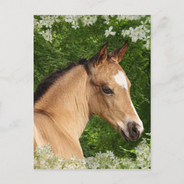 Fantasy Horses: Flowers Postcard (Front)