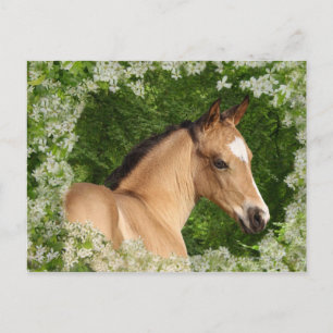 Fantasy Horses: Flowers Postcard