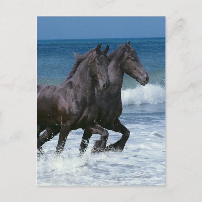 Fantasy Horses: Friesians & Sea Postcard (Front)