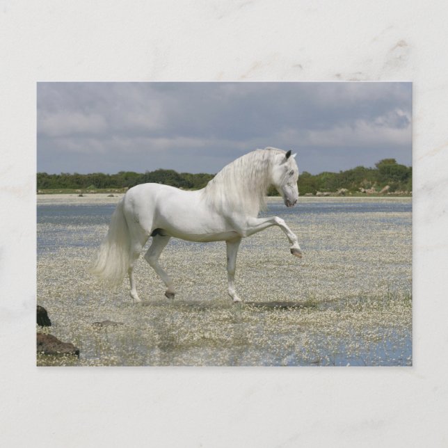 Fantasy Horses: Lord of the Lake Postcard (Front)