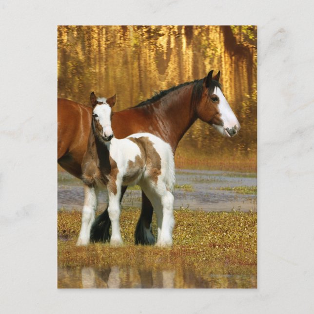Fantasy Horses: Mare & Foal Postcard (Front)