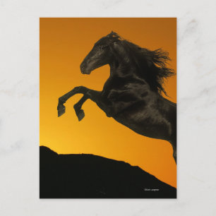 Fantasy Horses: Mountain Sunset Postcard