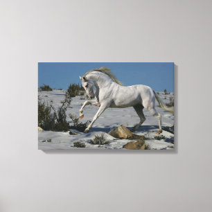 Fantasy Horses: Snow King Canvas Print