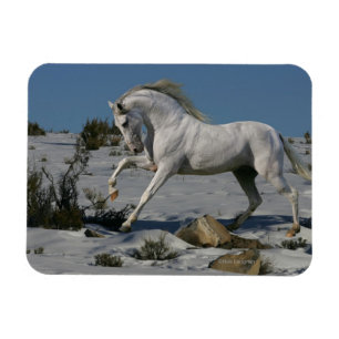 Fantasy Horses: Snow King Magnet