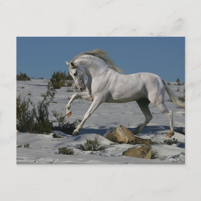 Fantasy Horses: Snow King Postcard (Front)