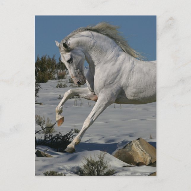 Fantasy Horses: Snow King Postcard (Front)